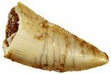 Serrated Raptor Tooth - Real Dinosaur Tooth #299673-1